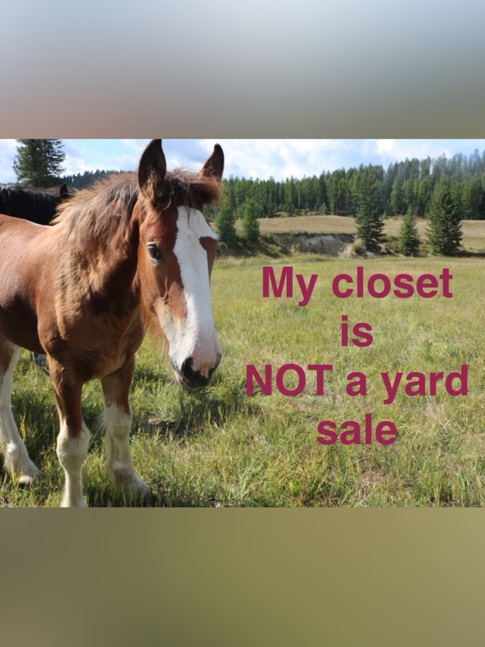 Hummingbird Homemade QuiltMagic - Picture 4 of 4